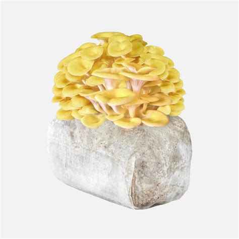 GOLDEN OYSTER MUSHROOM GROW KIT 2.5KG - House of Mushroom