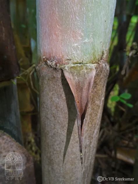 Dendrocalamus asper | Bamboo Info