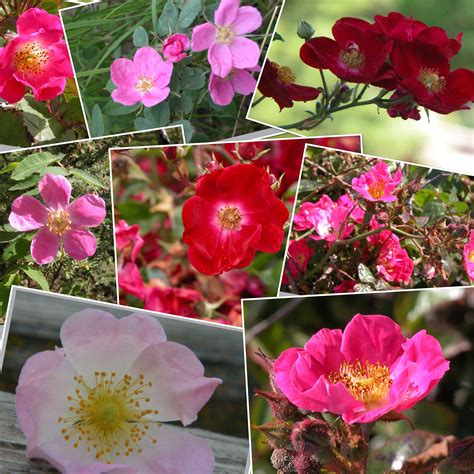 Rose Is Which State Flower at Erica Jane blog