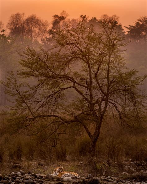 A Close-Up Of Corbett | Nature inFocus