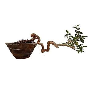 Green Paradise® Japanese Cherry Blossom Bonsai Tree Malpighia ...