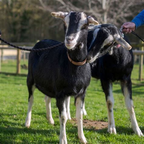British Alpine goat - Canterbury Oast Trust