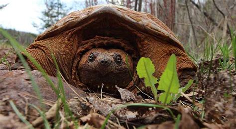 Image result for Snapping Turtle Poop