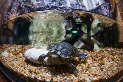 Image result for Turtle Fish Tank