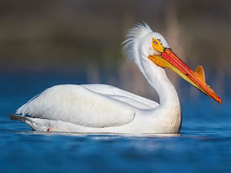 American White Pelican - eBird