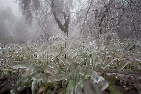 Thousands rally in Budapest to protect forests - IBTimes India
