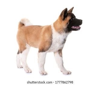 American Akita Isolated On White Stock Photo 43288873 | Shutterstock