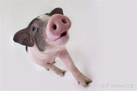 宠物猪高清图片下载-正版图片501656142-摄图网