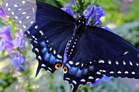 Pipevine Swallowtail Butterfly Wallpapers - Wallpaper Cave