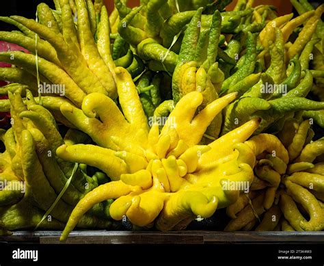 Buddha's Hand Citron fruit or Fingered Citron. Citrus medica var ...