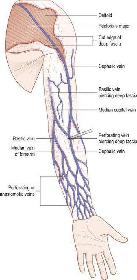 Pictures Of Cephalic Vein | Healthiack