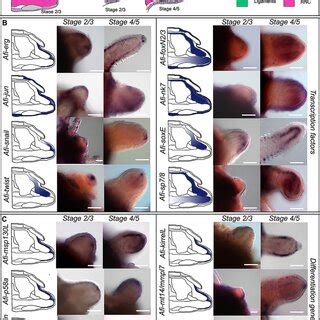Image result for Cell Stage Gene Expression