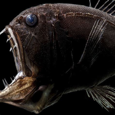 Fish With Human Teeth Snopes