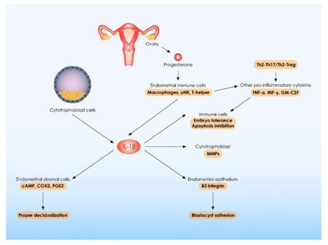 The Role of Interleukins in Recurrent Implantation Failure: A ...
