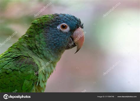 Blue Crowned Parrot