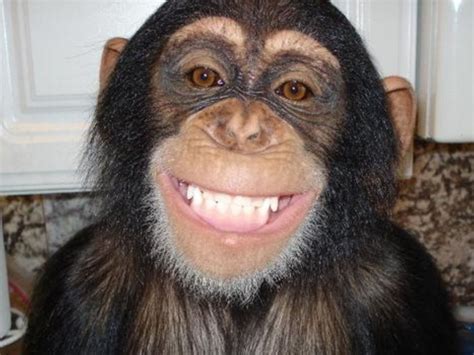Chimp smile | Smiling animals, Laughing animals, Monkey pictures
