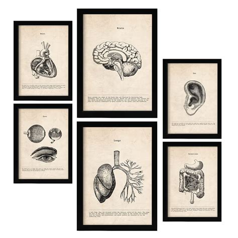 Buy Nacnic Organs s. Medical Vintage Style Illustrations of Anatomy ...