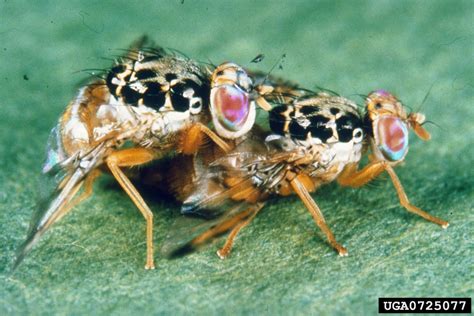Fruit Flies Description at Carl Cohn blog