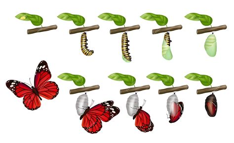 Butterfly cycle. life of insects larva cocoon grub pupae caterpillars ...