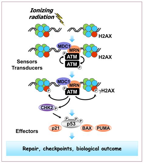 Ionizing Radiation-Induced Responses in Human Cells with Differing TP53 ...