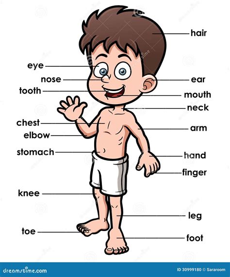 Ten 3 Letter Body Parts