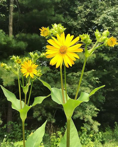 20 Tall Perennial Flowers You Should Plant In Your Garden