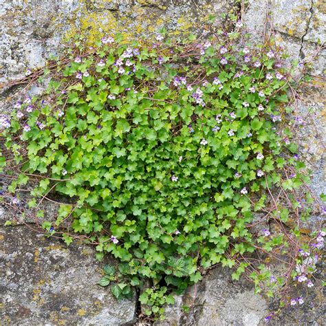 Kenilworth Ivy Seeds | Bulk Flower Seeds | Bulk Wildflowers