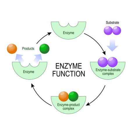 Image result for Enzyme Activity Lab Report Example