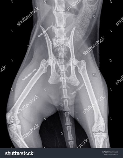 Ventro-dorsal X-ray Cat Pelvic Fracture Pelvis Stock Photo 1552023236 | Shutterstock