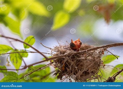 Bulbul chicks in the nest. stock image. Image of hungry - 111218589