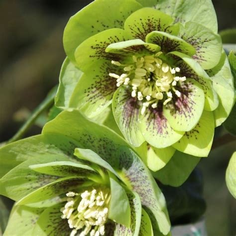 Buy Lenten rose or hellebore Helleborus × hybridus 'Harvington Double ...