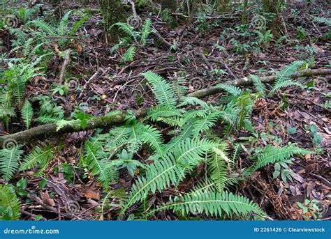 Forest Floor Plants In The Amazon Rainforest at Robin Bradley blog