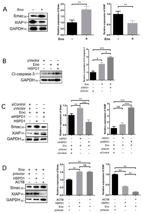 Host HSPD1 Translocation from Mitochondria to the Cytoplasm Induced by ...