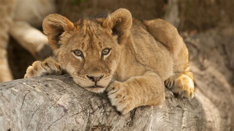 Lion cub resting on tree branch, South Luangwa National Park, Zambia ...