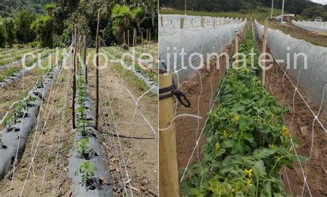 Cultivo de jitomate con tutor doble - Cultivo de Jitomate