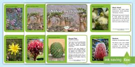 Native Australian Plants Matching Cards - Primary Resources