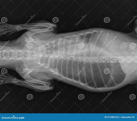 Dog X Ray. Diaphragmatic Hernia in Dog. Stomach Herniated in the Thorax ...