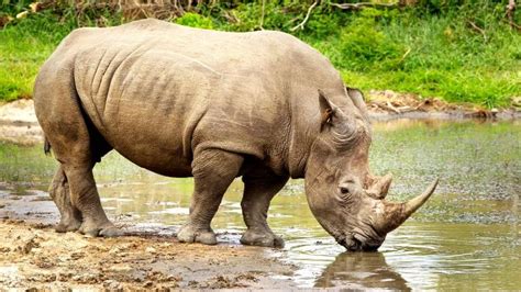 Bildergebnis für rhino free download