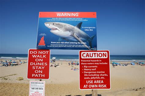 Fake Legs Covered in Blood Left By Shark Attack Memorial: 'It is ...