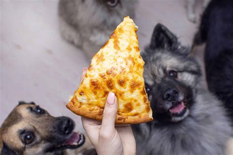 Are Plums Safe Dogs at Marsha Shain blog