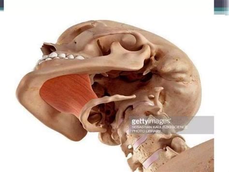 anterior triangle of neck supra and infra hoid muscle.pptx