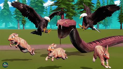 Image result for Rattlesnack vs Python