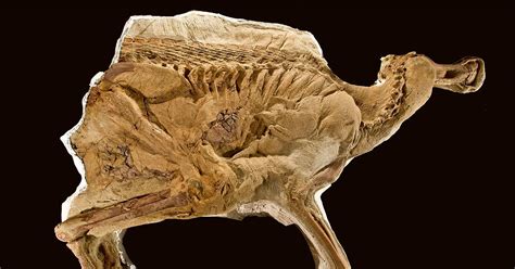 Bumpy Dinos Fossils 的图像结果