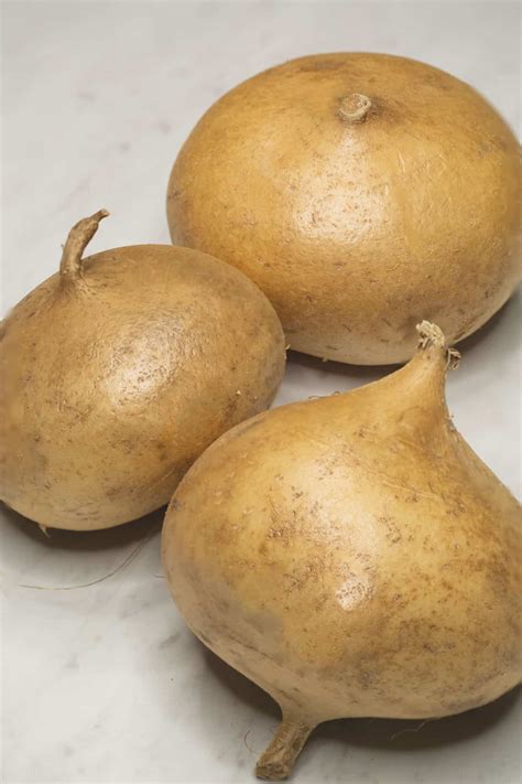 Jicama Traducido En Ingles at Justin Beveridge blog