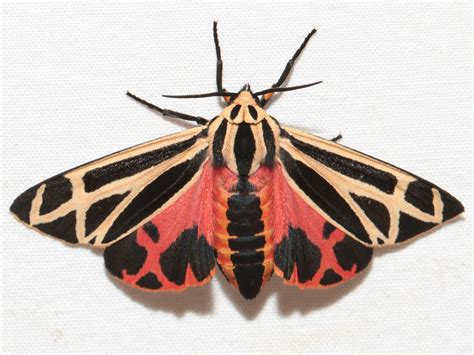 Black And Red Moth