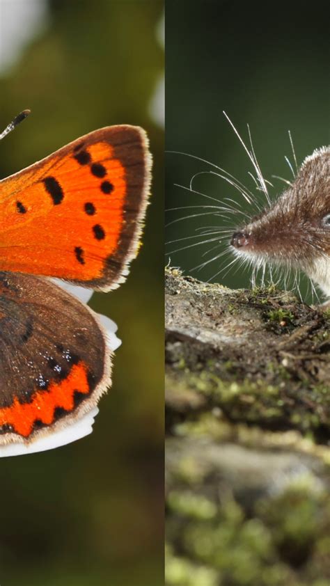 Animals with the shortest lifespan