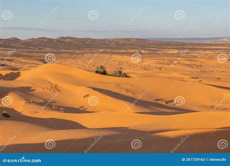 The Vast Orange Dunes of the Sahara Desert and Its Barren Vegetation ...