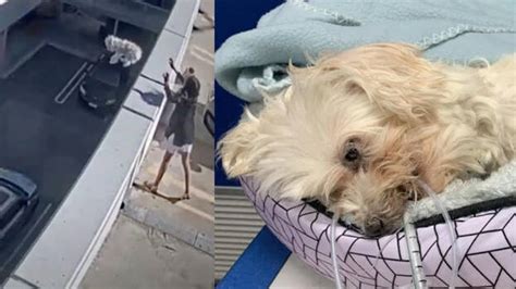 Woman throws pet dog off carpark roof, sustains serious injuries ...