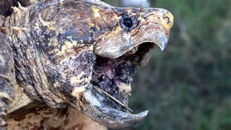Image result for Snapping Turtle Attack
