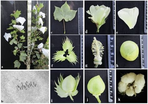 Features of Chromosome Introgression from Gossypium barbadense L. into ...